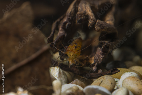 orange tiger prawn looks out of a dried cactus