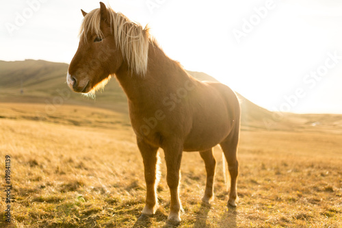 Iceland Horse during Sunset at southern Icelandic Coast - Iceland Pony © mario
