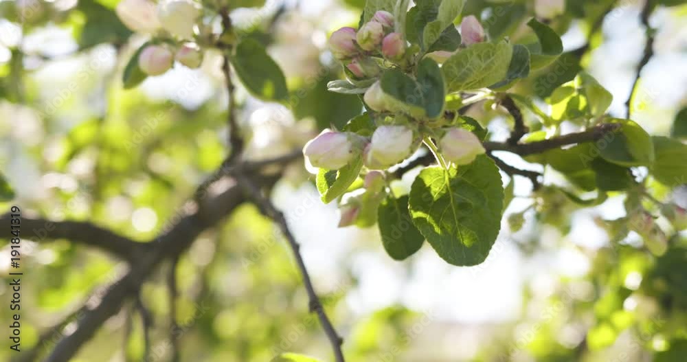 Slow motion pan shot of of apple tree with pink flowers in a garden Slow motion pan shot of of apple tree with pink flowers in a garden