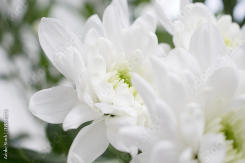 Closeup of white Chrysanthemum flowers with green blurred background