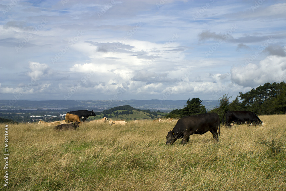 Obraz premium Cattle roam freely on Rodborough Common above the Severn Vale, Gloucestershire, UK