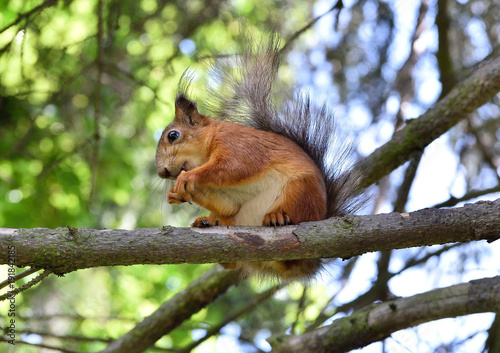 Cute red squirrel eating a nut on the tree branch