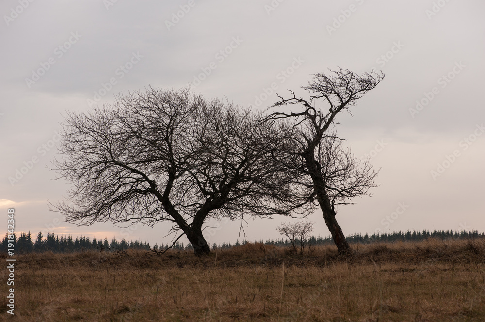 St. Sebastian Trees