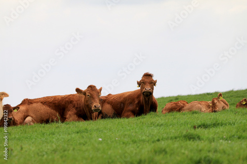 brązowa krowa ze śmieszną miną pasąca się na łące © KOLA  STUDIO