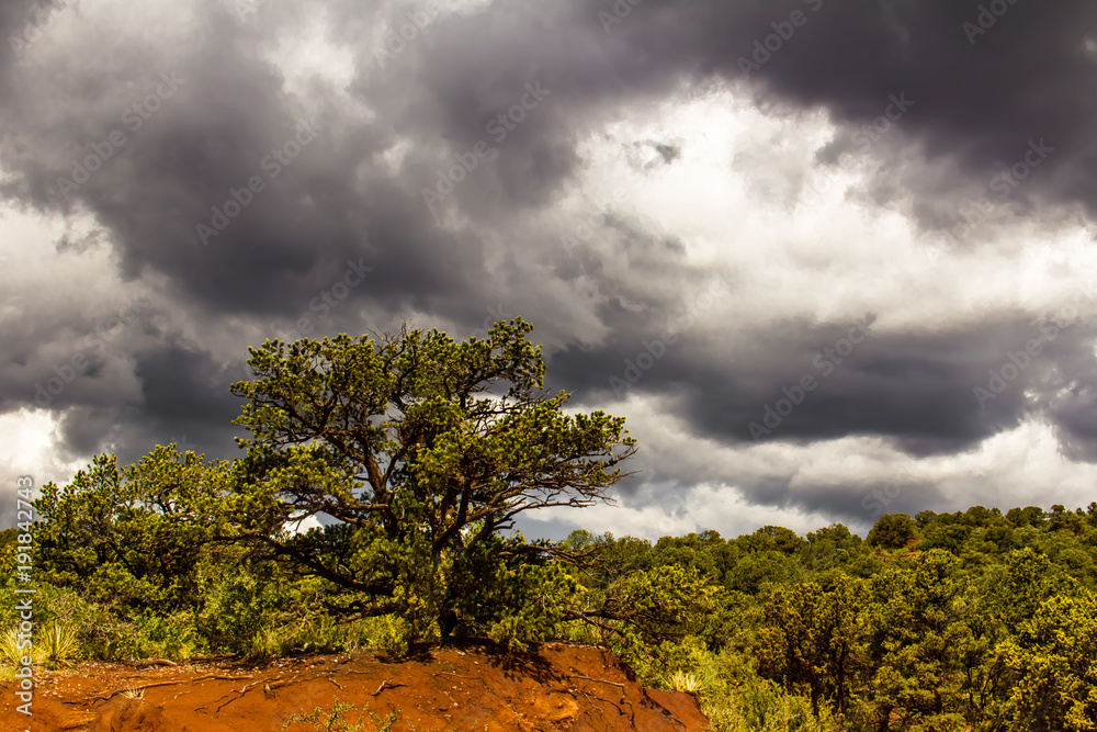 Obraz premium A juniper tree on a hill overlooks a sea of junipers in Garden of the Gods near Colorado Springs under dramatic clouds in the sky