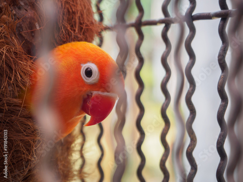 The face of a parrot with orange and red feathers