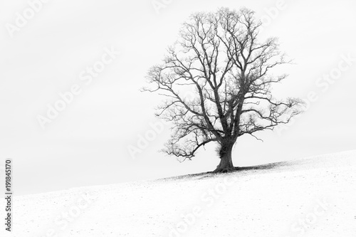 Single tree in a snow white English landscape