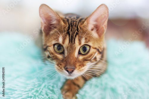 Niesamowite oczy kota rasy benglaskiej