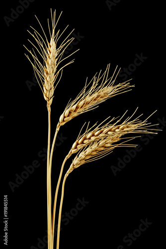 Spikelets of wheat on a black background