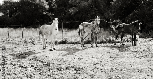 three wild horses portrait in the meadow. black and white photo