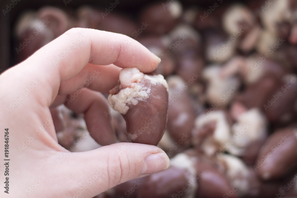 alive-raw chicken heart in hand on the background of other hearts meat food alive-raw chicken heart in hand on the background of other hearts meat food