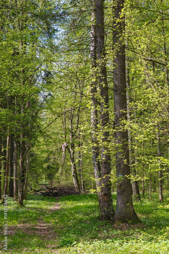 Obraz premium Narrow path through spring fores