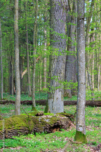 Fresh mixed forest stand in springtime sun