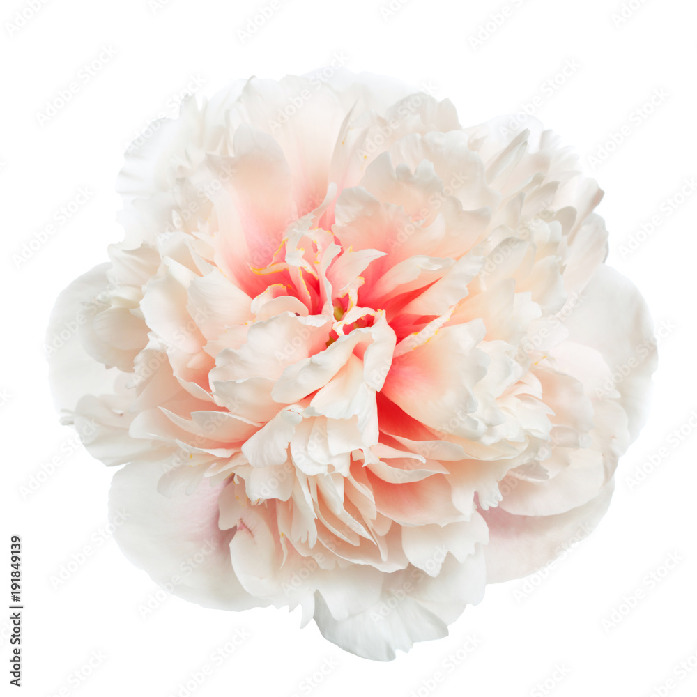 Fototapeta Piękna delikatnie różowa peonia odizolowywająca na białym tle.