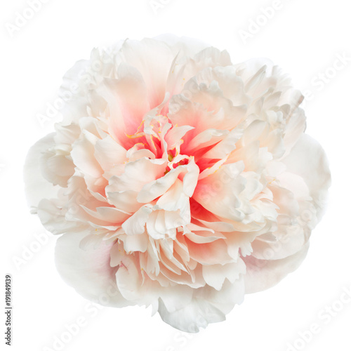 Naklejka Piękna delikatnie różowa peonia odizolowywająca na białym tle.