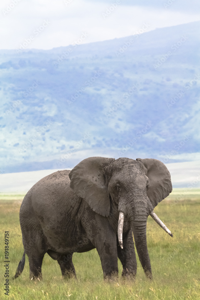 Obraz premium Portrait of lonely huge elephant inside the crater of Ngorongoro. Tanzania, Africa