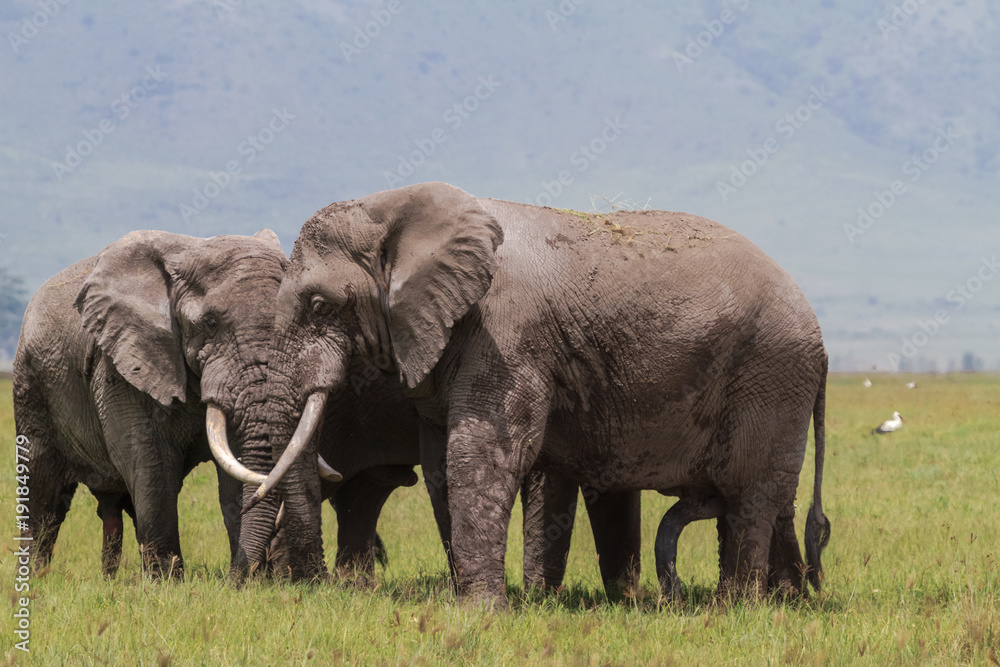 Obraz premium A meeting. Two huge elephants inside the crater of Ngorongoro. Tanzania, Africa