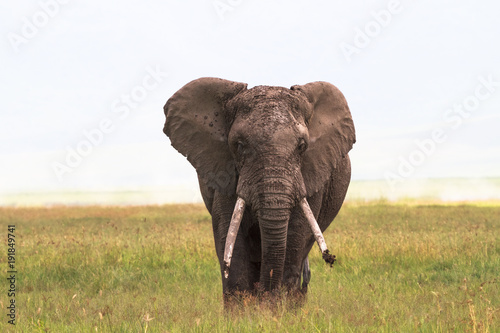 Lonely  elephant  close-up. Inside the crater of Ngorongoro. Tanzania  Africa