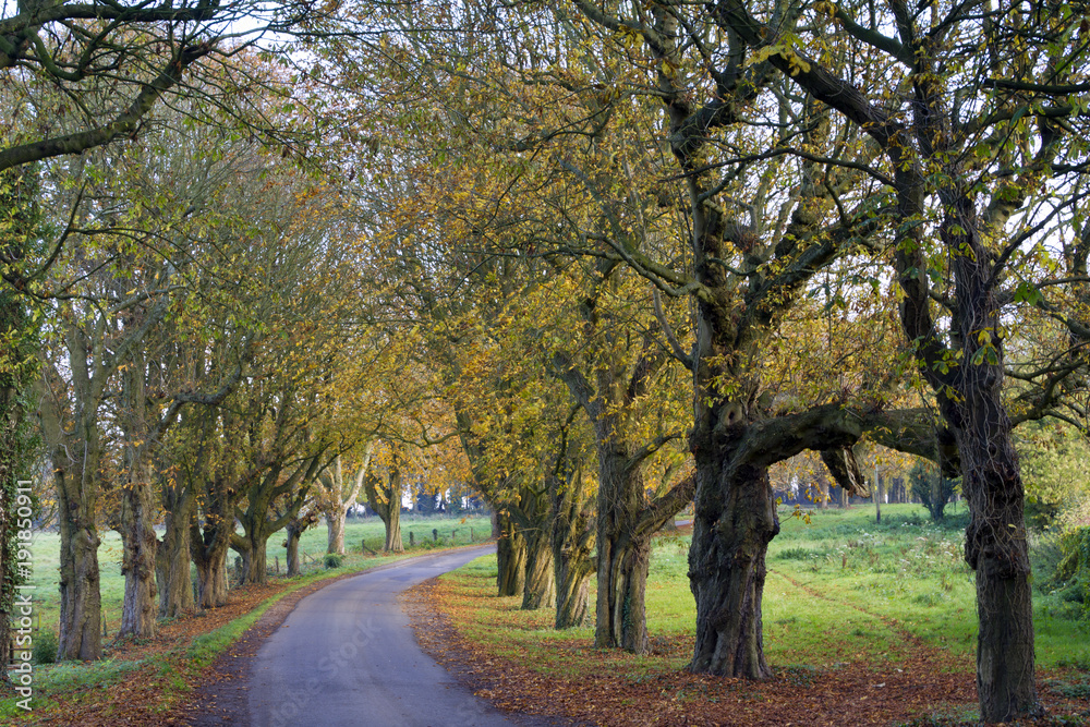 Autumn colours on an avenue of trees by a country lane near Chavenage, Gloucestershire, UK
