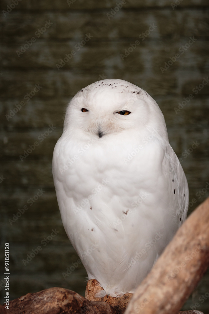 Portrait of an adult male snowy owl