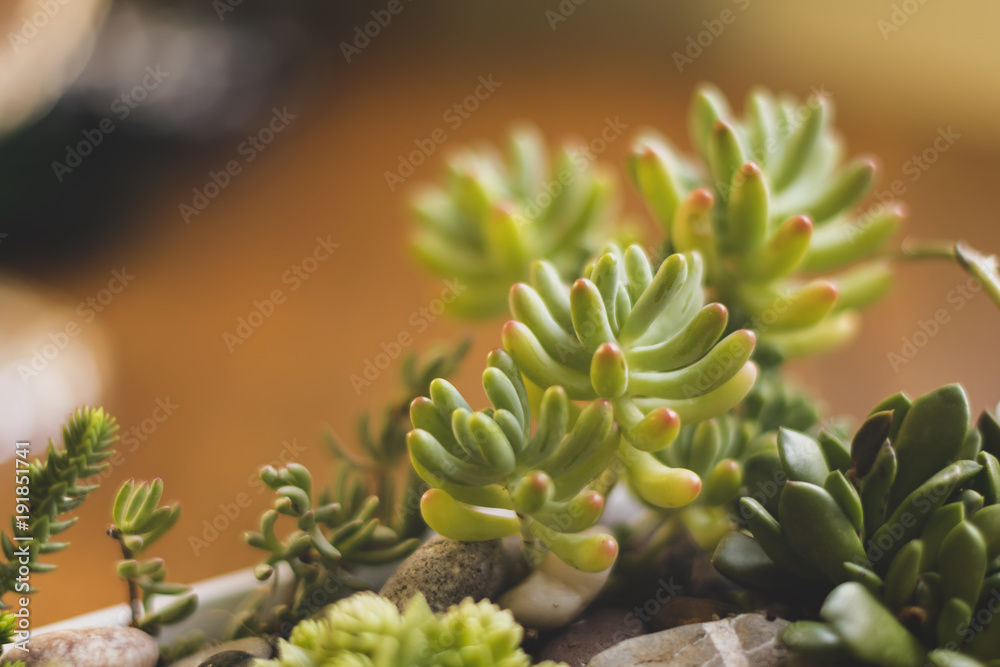 Succulent plants, rock and leafs make a nice natural image. Succulent plants, rock and leafs make a nice natural image.