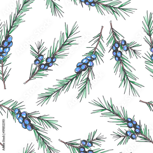 Vector seamless pattern with juniper branches. Botanical hand drawn illustration of stems with seeds. Floral texture