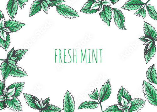 Vector background wit peppermint leaves border. Botanical texture with hand drawn floral elements. Herbal illustration