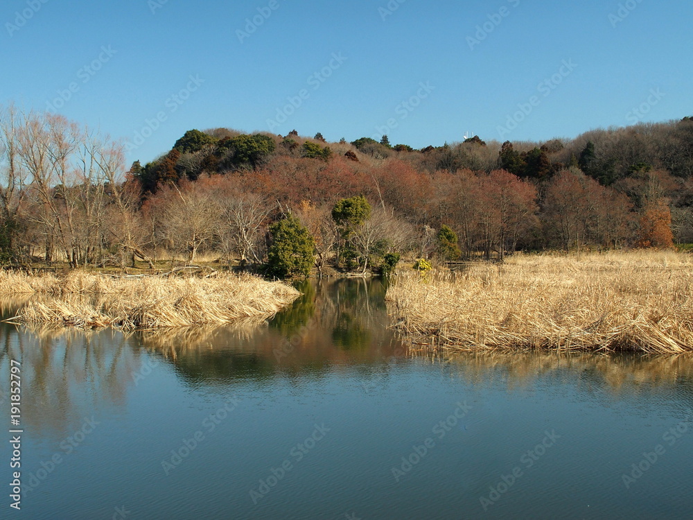冬の池と林風景