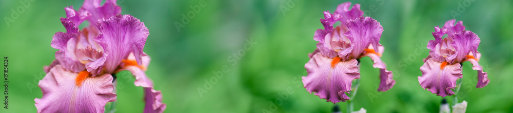 Naklejka premium header panorama spring background fresh violet irises