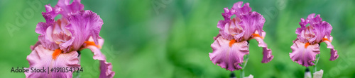 header panorama spring background fresh  violet irises