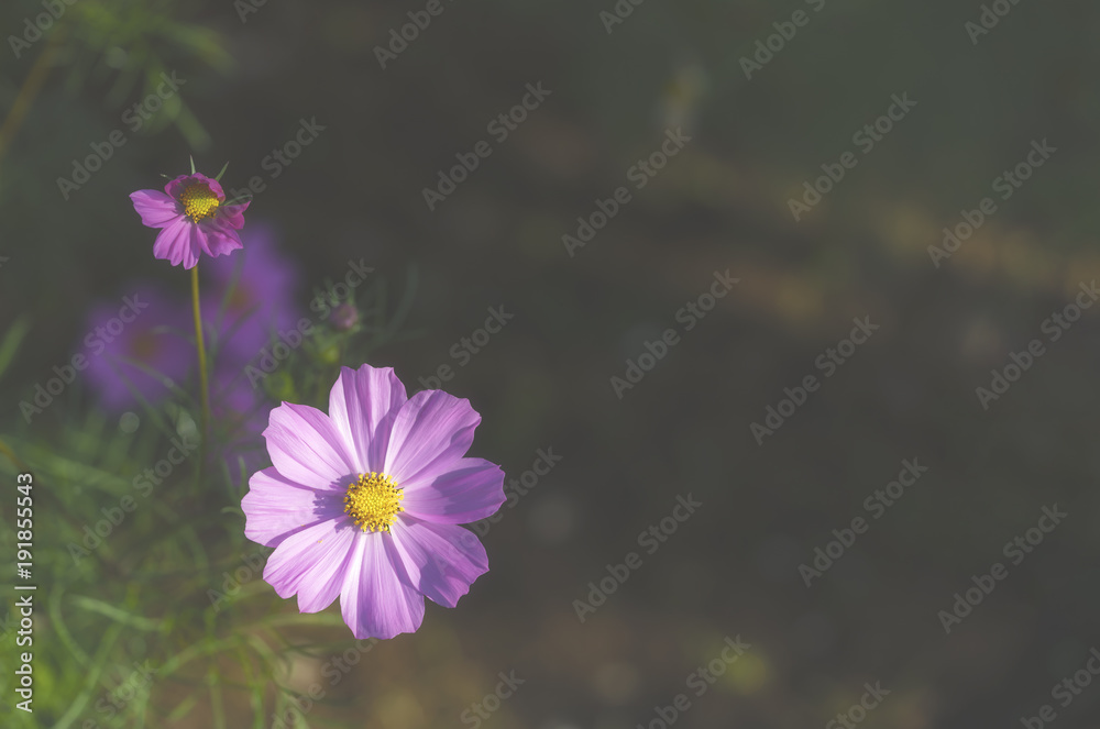 Beautiful colorful Cosmos flower in the garden Beautiful colorful Cosmos flower in the garden