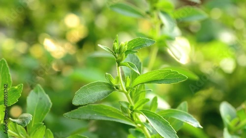 Stevia tree photo