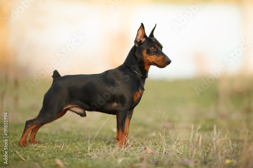 cute miniature Pinscher on the nature of the portrait photo