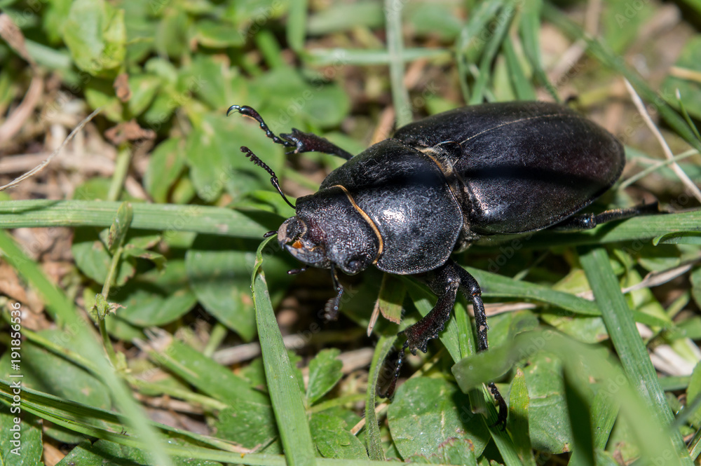 Big Black Ground Beetle Big Black Ground Beetle
