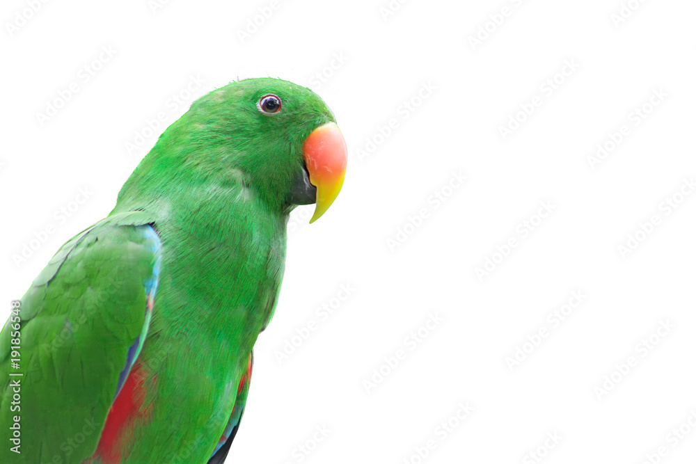 Beo Bird green