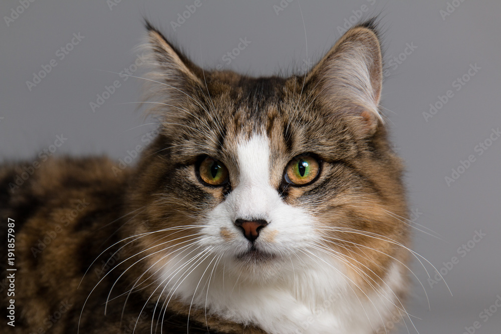 Studio portrait of a tabby and white cat against a grey seamless background