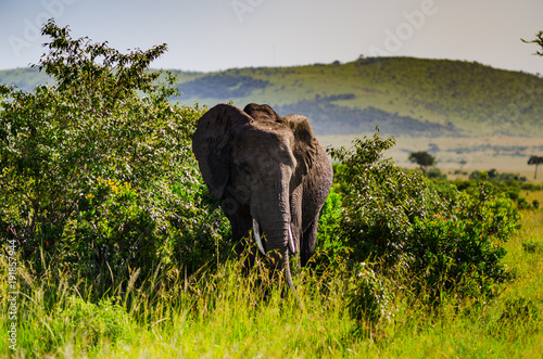 single elephant in the bush