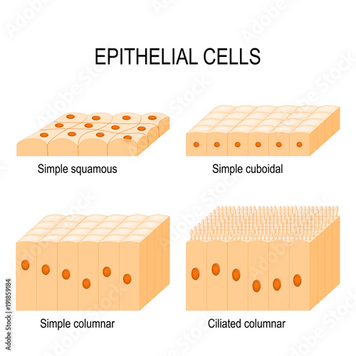 Types of epithelial cells photo