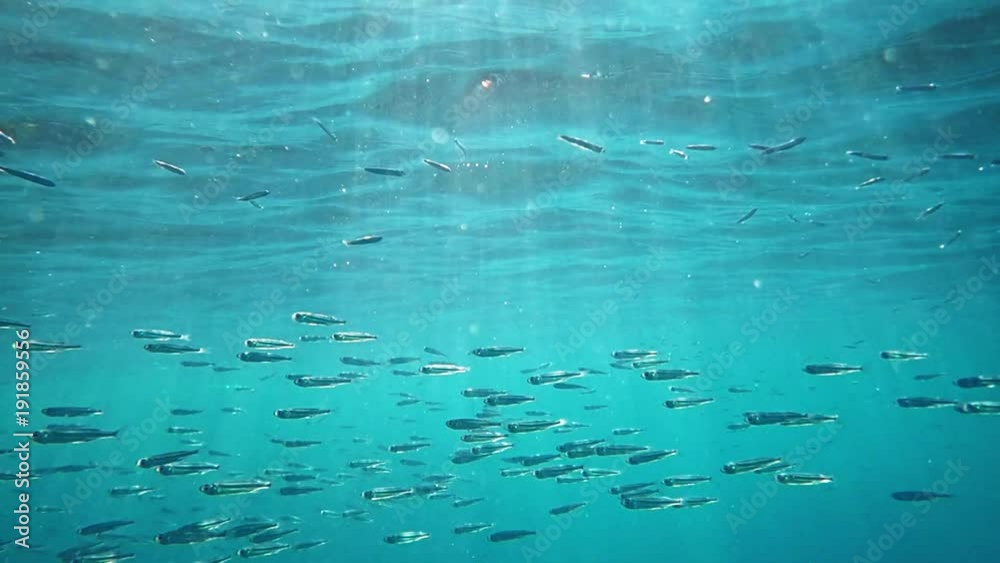 Small fish shoaling in turquoise water with sunrays near surface Small fish shoaling in turquoise water with sunrays near surface