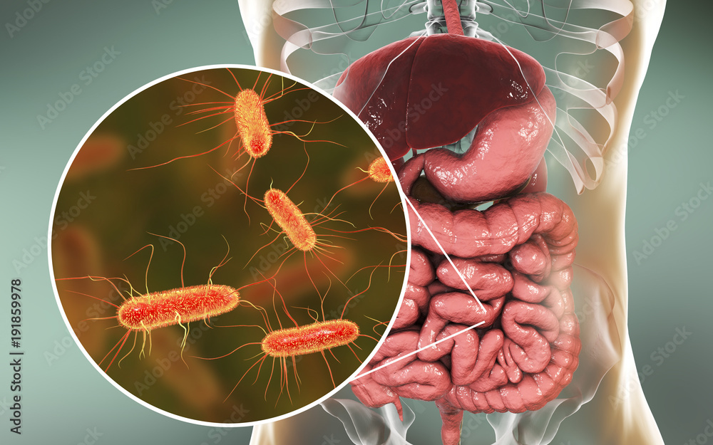 Intestinal microbiome, 3D illustration showing anatomy of human digestive system and enteric bacteria Escherichia coli, E. coli, colonizing jejunum, ileum, other parts of intestine. Gut normal flora - obrazy, fototapety, plakaty 