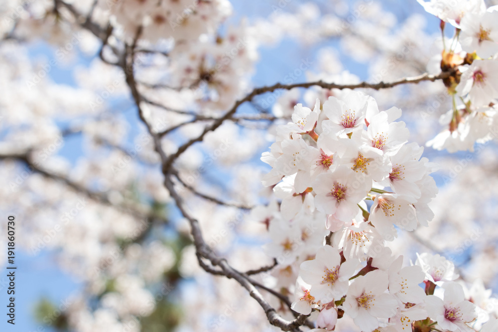 Closed up of flower sakura (cherry) blossom on blue sky background Closed up of flower sakura (cherry) blossom on blue sky background