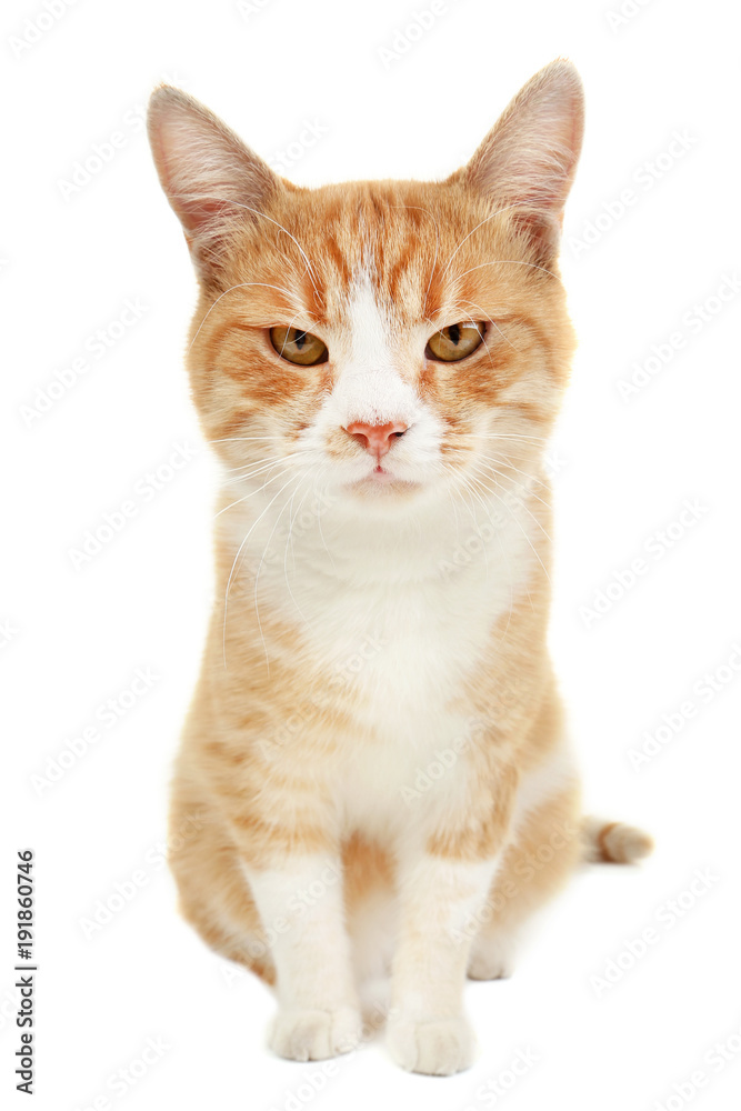 Ginger cat isolated on white background