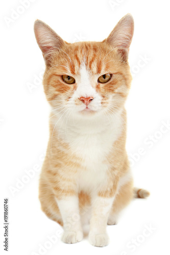 Ginger cat isolated on white background