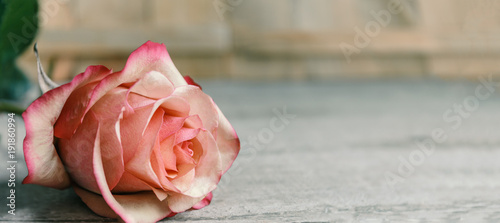 Fototapeta Naklejka Na Ścianę i Meble -  Einzelne Rose Panorama