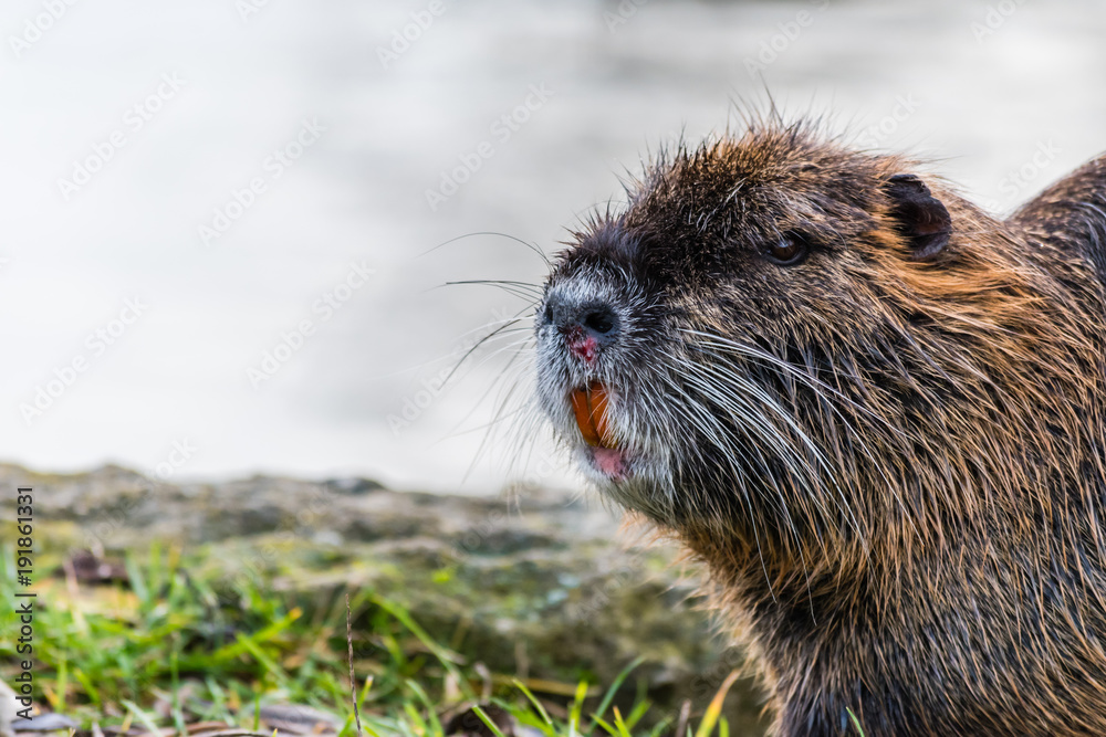 Wounded curious coypu near a water looking around Wounded curious coypu near a water looking around