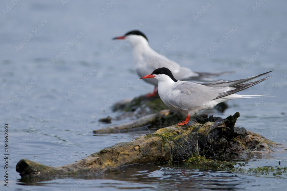 Obraz premium Common Tern Pair on a log