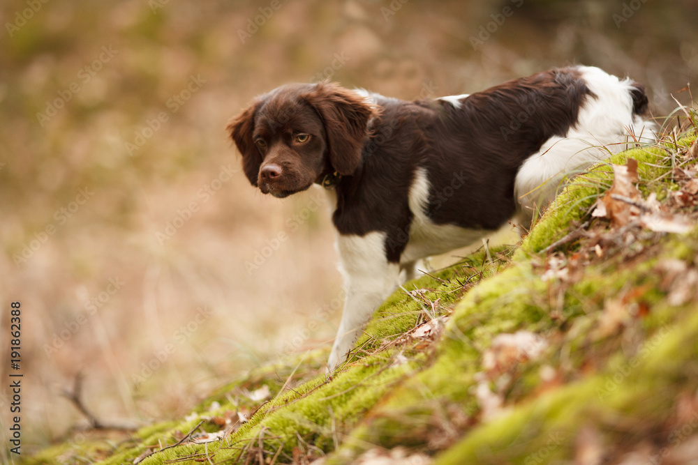 cute hunting puppy breed epagneul Breton on a walk in the forest beautiful portrait