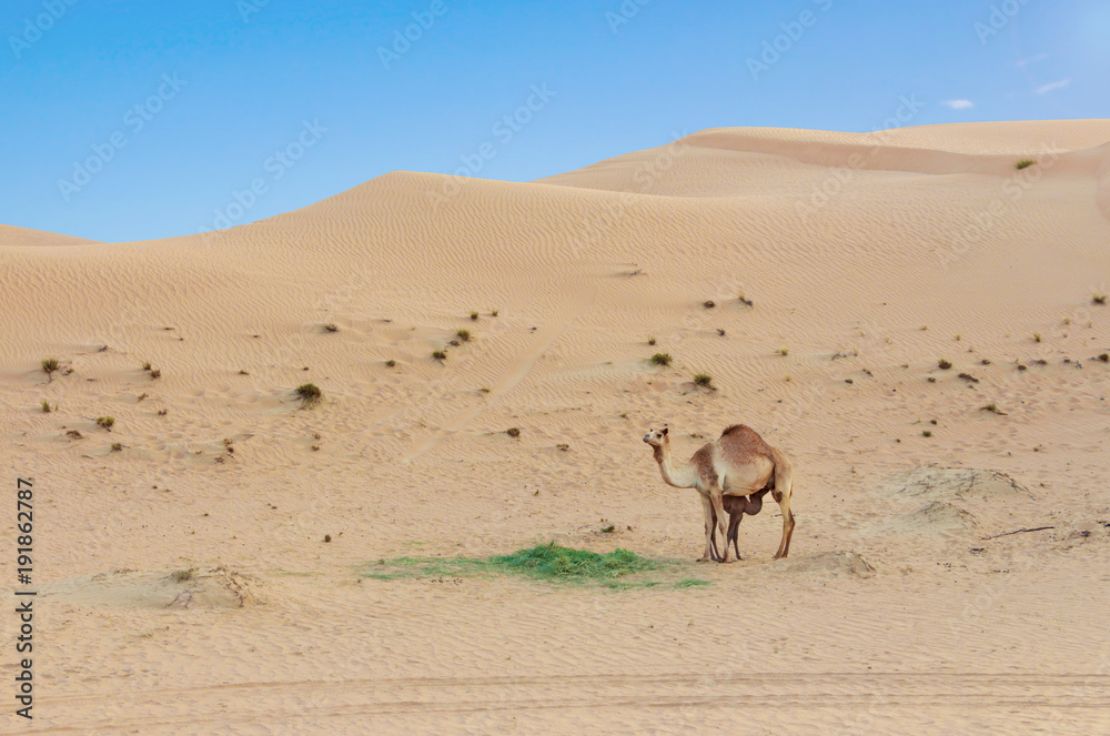 Desert landscape with Baby camel calf feeding on mother camel desert. Desert landscape with Baby camel calf feeding on mother camel desert.