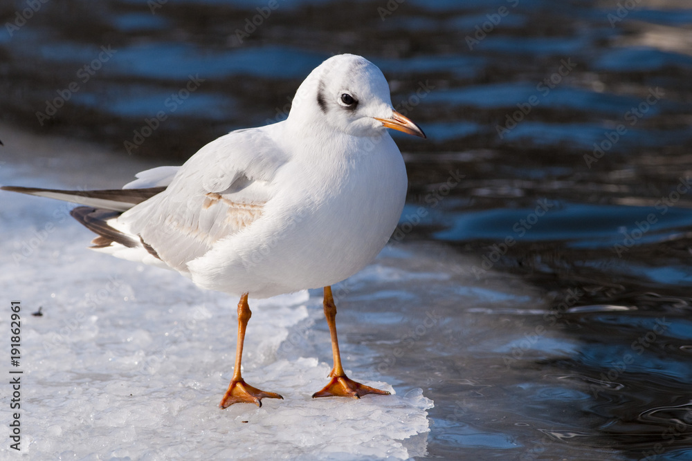 Black Heade Gull on ice Black Heade Gull on ice