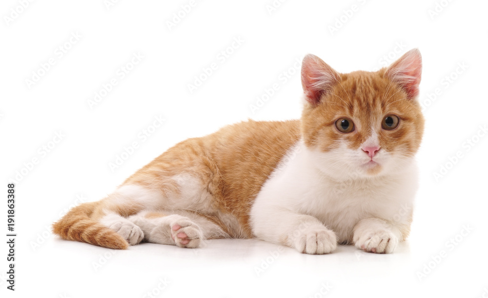 Obraz premium One brown kitten.